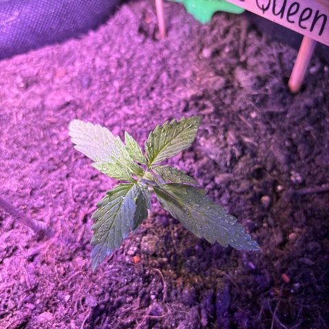 Purple Queen growlog timeline photo