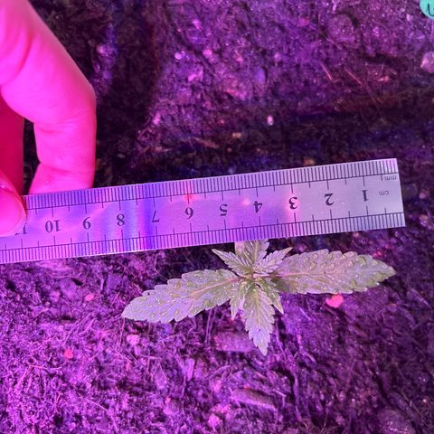 Hindu Kush growlog timeline photo