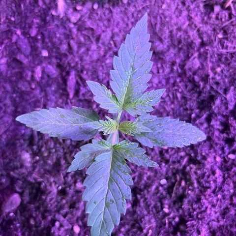 Do-Si-Dos growlog timeline photo