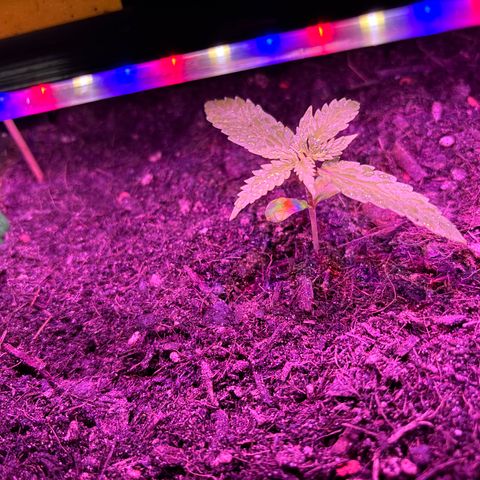 Hindu Kush growlog timeline photo
