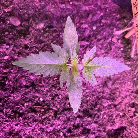 Do-Si-Dos growlog timeline photo