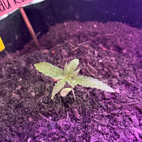 Hindu Kush growlog timeline photo