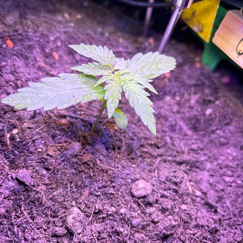 Quick One growlog timeline photo
