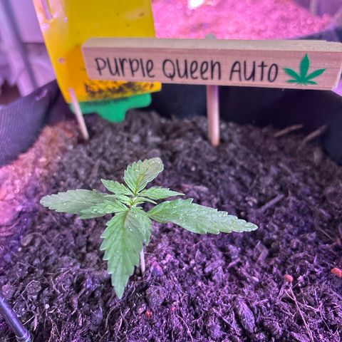 Purple Queen growlog timeline photo