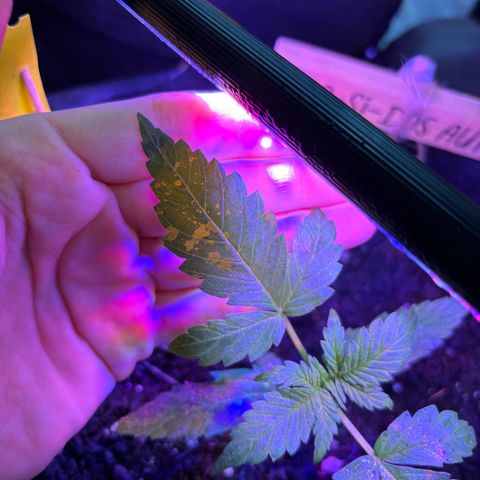 Do-Si-Dos growlog photo: Pflanzen von Schädlingen angegriffen (vermute Spinnmilben) Ab jetzt Behandlung mit Neemöl