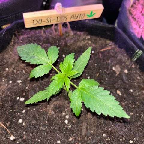 Do-Si-Dos growlog timeline photo