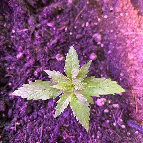 Quick One growlog timeline photo