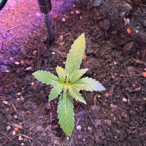 Hindu Kush growlog timeline photo