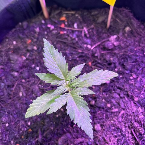Purple Queen growlog timeline photo