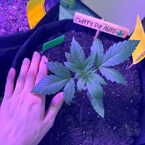 Cherry Pie Automatic growlog timeline photo