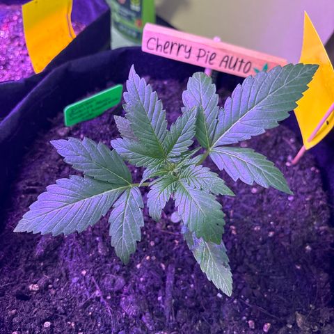 Cherry Pie Automatic growlog timeline photo
