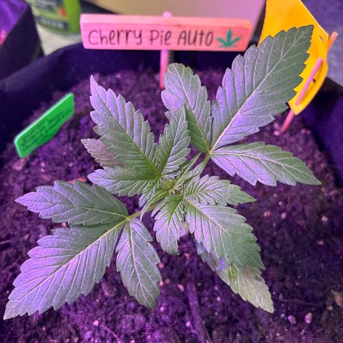 Cherry Pie Automatic growlog timeline photo