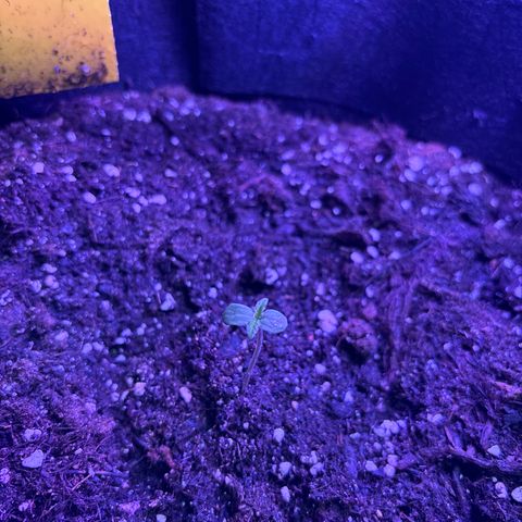 Cherry Pie Auto growlog timeline photo