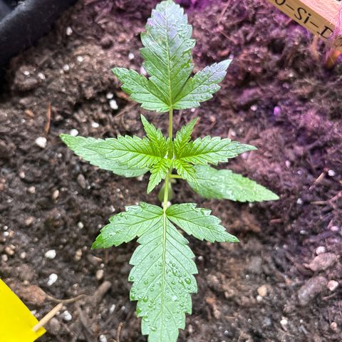 Do-Si-Dos growlog timeline photo
