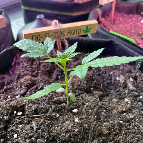 Do-Si-Dos growlog timeline photo