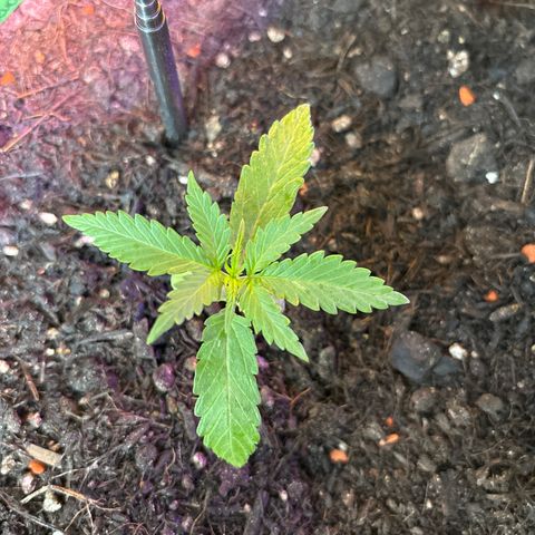 Hindu Kush growlog timeline photo