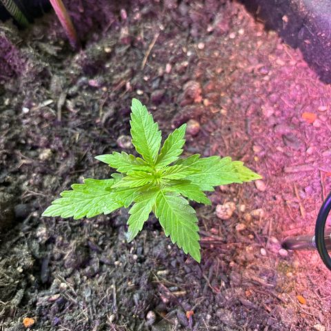 Quick One growlog timeline photo