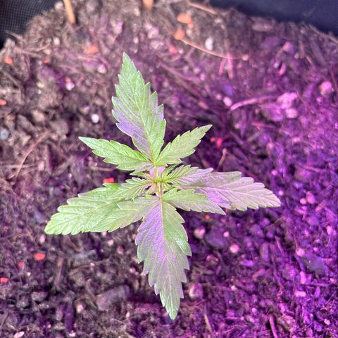 Purple Queen growlog timeline photo