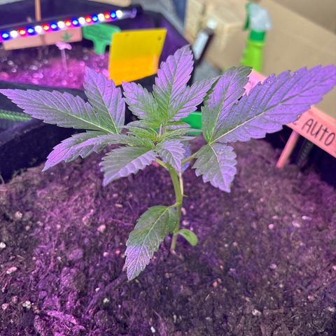 Cherry Pie Automatic growlog timeline photo