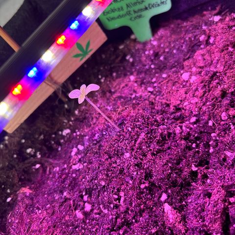 Cherry Pie Auto growlog timeline photo