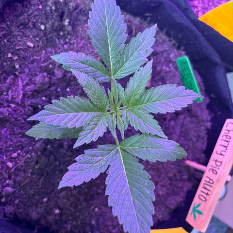 Cherry Pie Automatic growlog timeline photo