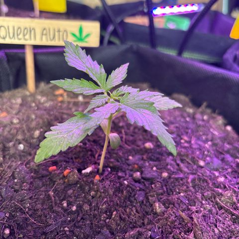 Purple Queen growlog timeline photo