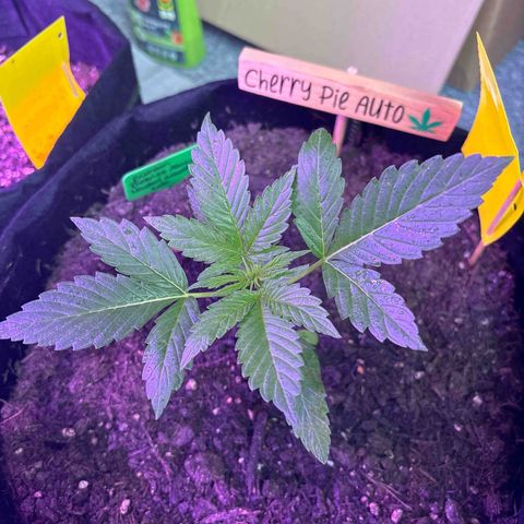 Cherry Pie Automatic growlog timeline photo