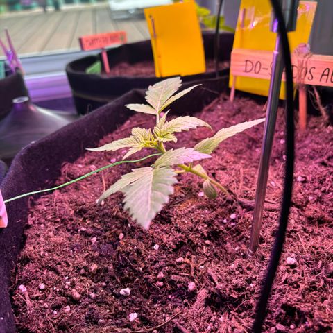 Do-Si-Dos growlog photo: LST