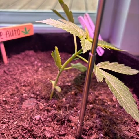 Cherry Pie Automatic growlog photo: LST
