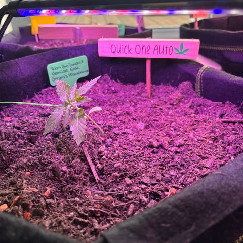 Quick One growlog photo: LST