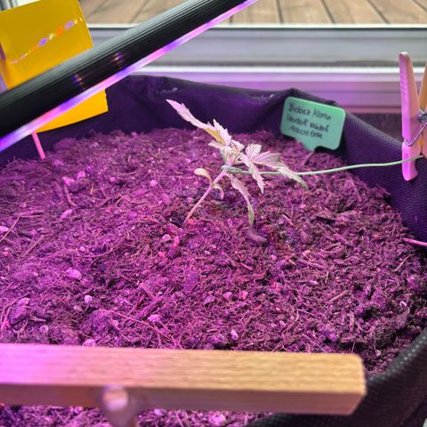 Purple Queen growlog photo: LST