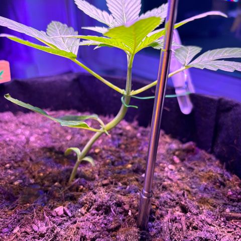 Cherry Pie Automatic growlog timeline photo