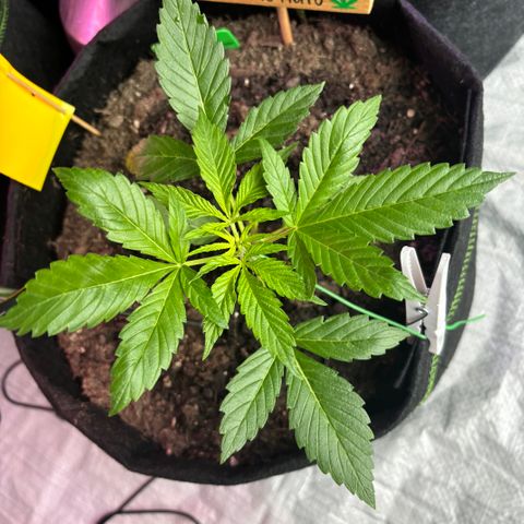 Cherry Pie Automatic growlog timeline photo