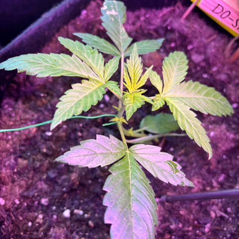 Do-Si-Dos growlog timeline photo