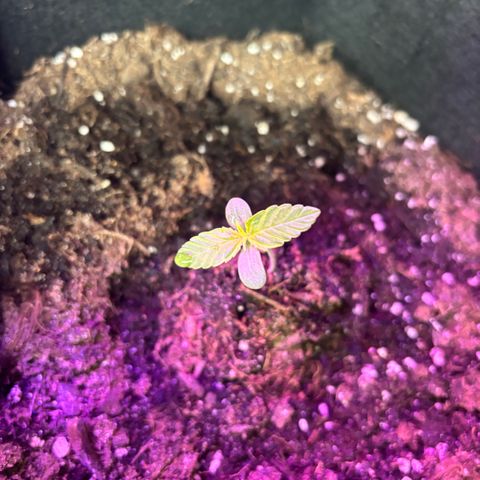 Cherry Pie Auto growlog timeline photo