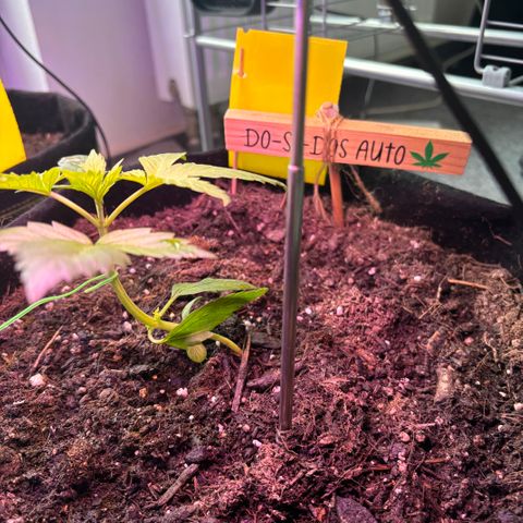 Do-Si-Dos growlog timeline photo