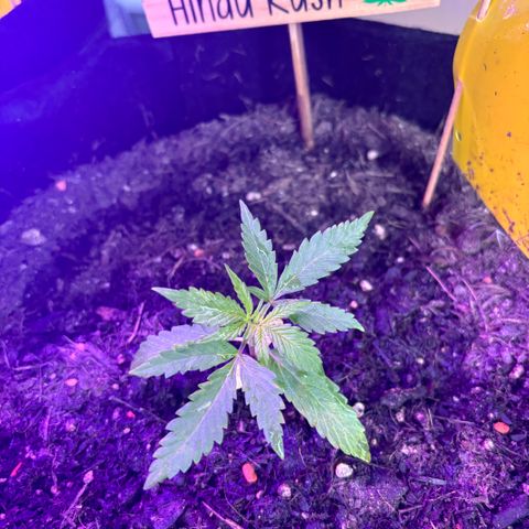 Hindu Kush growlog timeline photo