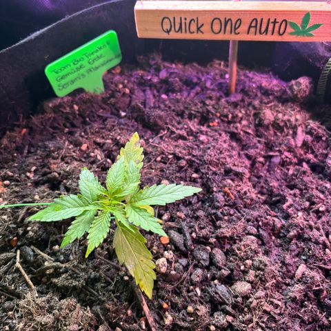 Quick One growlog timeline photo