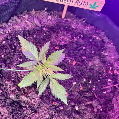 Purple Queen growlog timeline photo