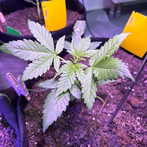 Do-Si-Dos growlog timeline photo