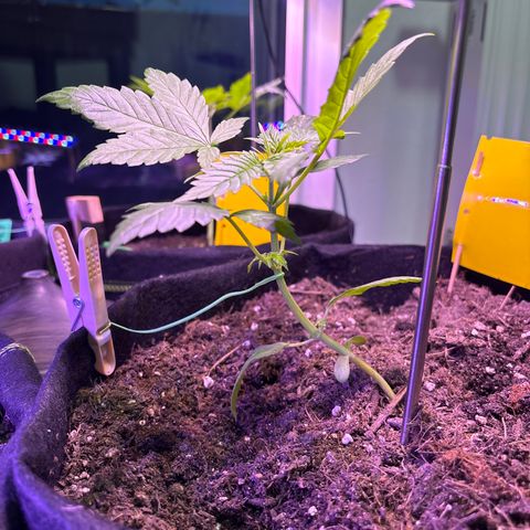 Do-Si-Dos growlog timeline photo