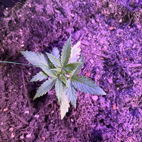 Quick One growlog timeline photo