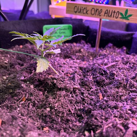 Quick One growlog timeline photo