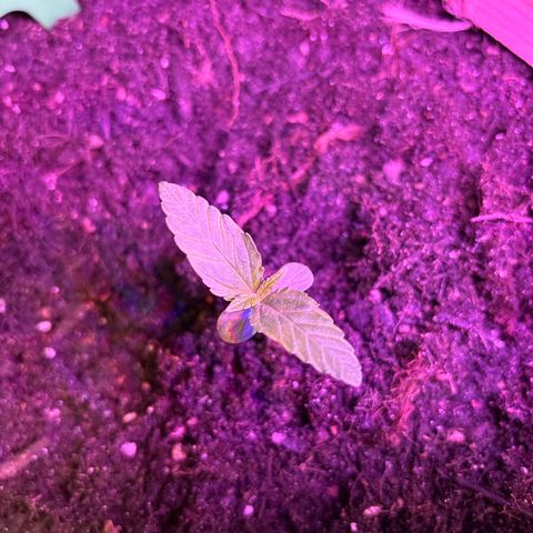 Cherry Pie Auto growlog timeline photo