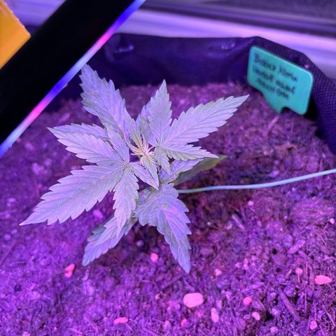 Purple Queen growlog timeline photo