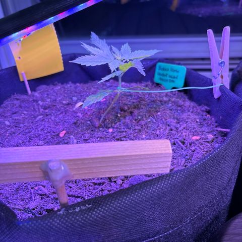 Purple Queen growlog timeline photo