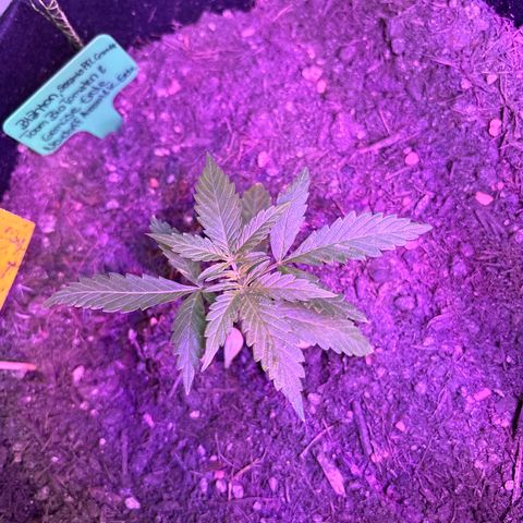 Hindu Kush growlog timeline photo