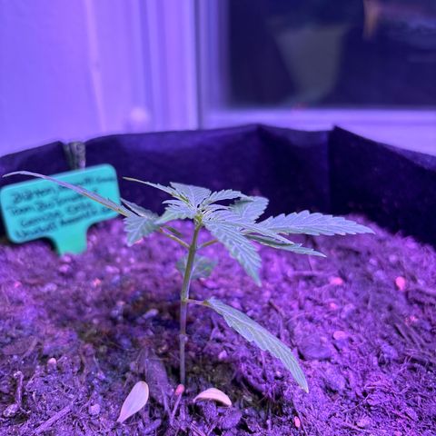 Hindu Kush growlog timeline photo