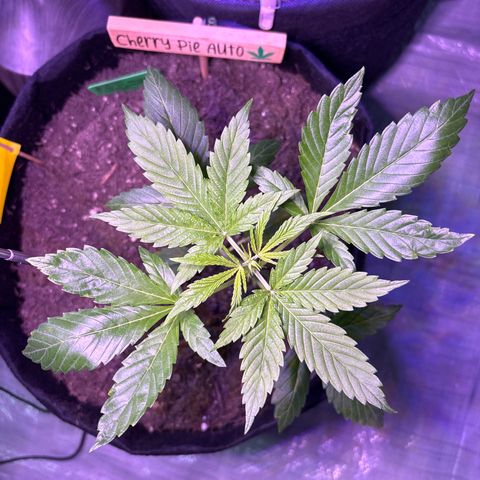 Cherry Pie Automatic growlog timeline photo