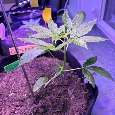 Cherry Pie Automatic growlog timeline photo